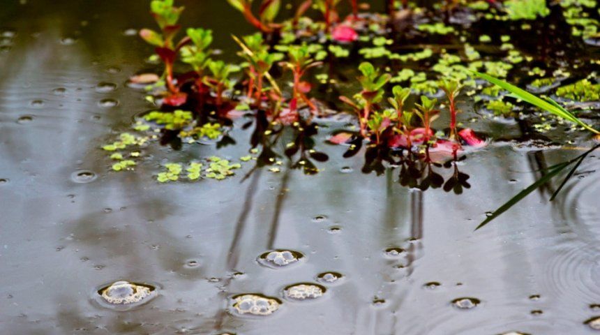 Использование водных растений для создания искусственной атмосферы